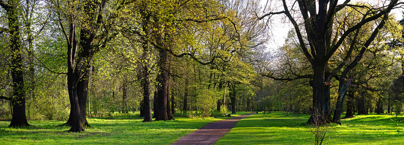 Das Bild zeigt Bäume im Park von Magdeburg.