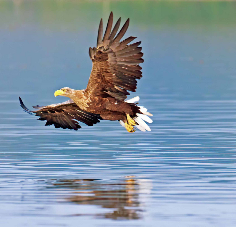 Ein Seeadler fliegt über das Wasser im Biosphärenreservat Mittelelbe