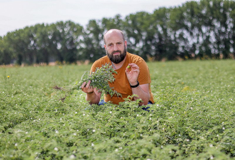 Das Bild zeigt Landwirt Jonas Schulze Niehoff in seinem Kichererbsen-Feld.