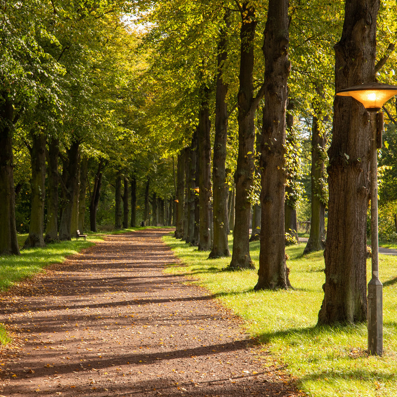 Das Bild zeigt Bäume im Park.